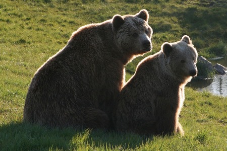 T-Rex rutsjebane i DjursSommerland