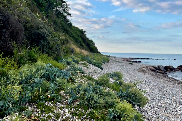 Blushøj har egen badebro, og rige muligheder for at bade, udforske, fange krabber og fiske.