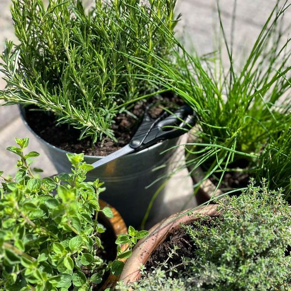 Klip dine egne krydderurter til din madlavning på Blushøj Camping